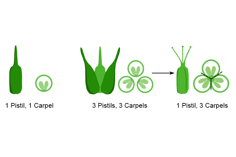 Examples showing some of the sequences pistils and carpels can have 
